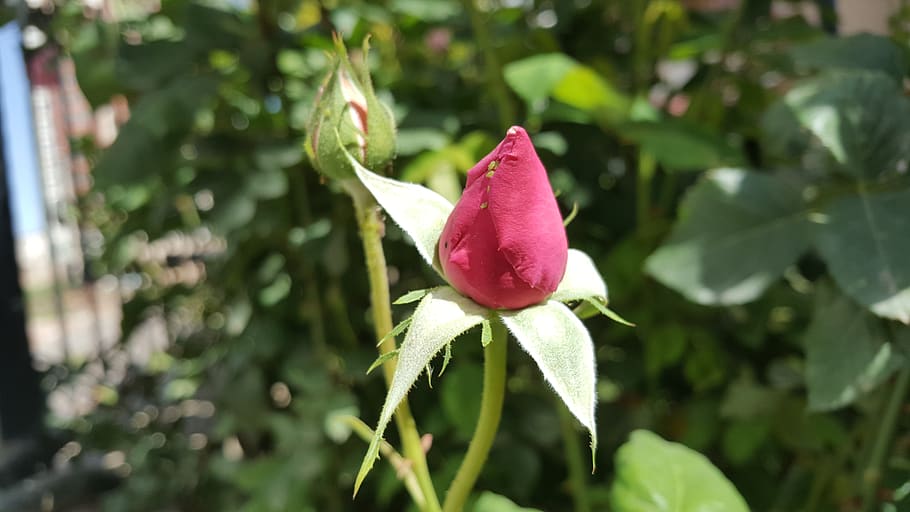 rose, garcia, spring, flowering plant, growth, beauty in nature HD wallpaper