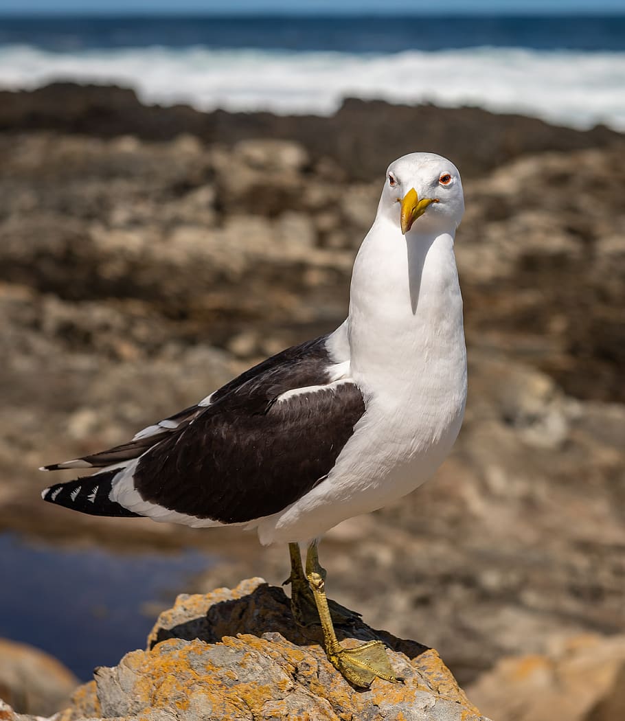 seagull, coast, surf, wave, beach, bird, water, sky, nature HD wallpaper