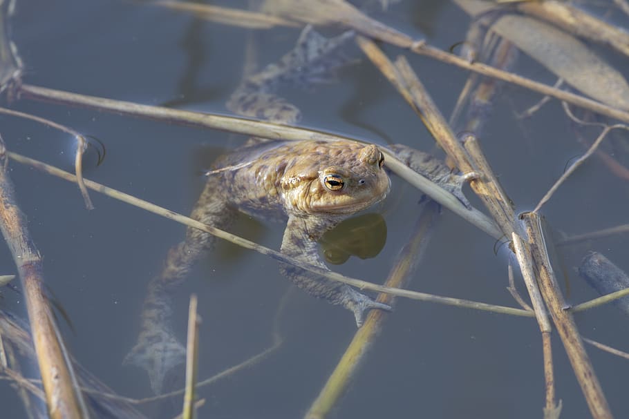 toad, frog, pond, amphibian, animals, animal themes, one animal HD wallpaper