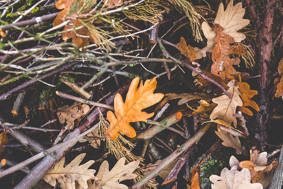 Forest ground with branches and foliage, bush, plant, autumn HD wallpaper