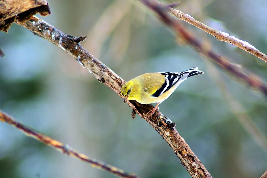 goldfinch in ozark winter, bird, feathers, yellow, plumage, HD wallpaper