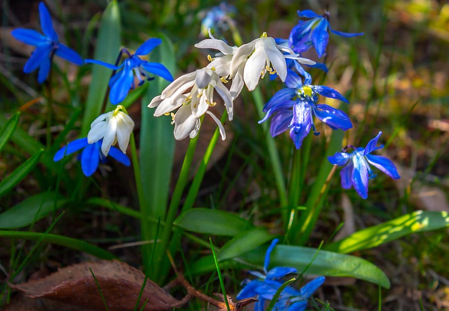 snowdrop, plant, nature, spring, garden, blossom, bloom, signs of spring HD wallpaper