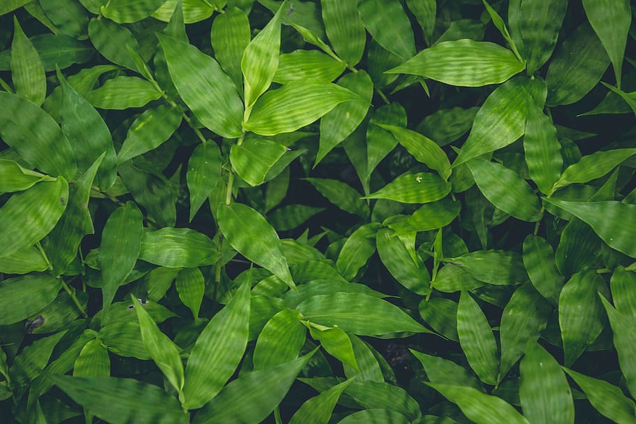 above, aerial, background, beautiful, beauty, botanical, branch HD wallpaper