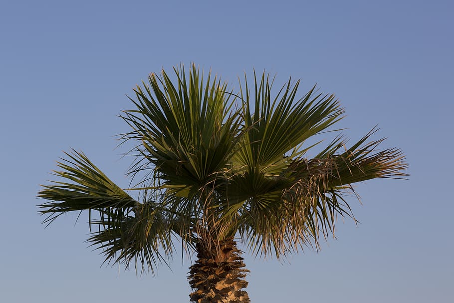 palm tree, tropical climate, sky, plant, low angle view, leaf HD wallpaper