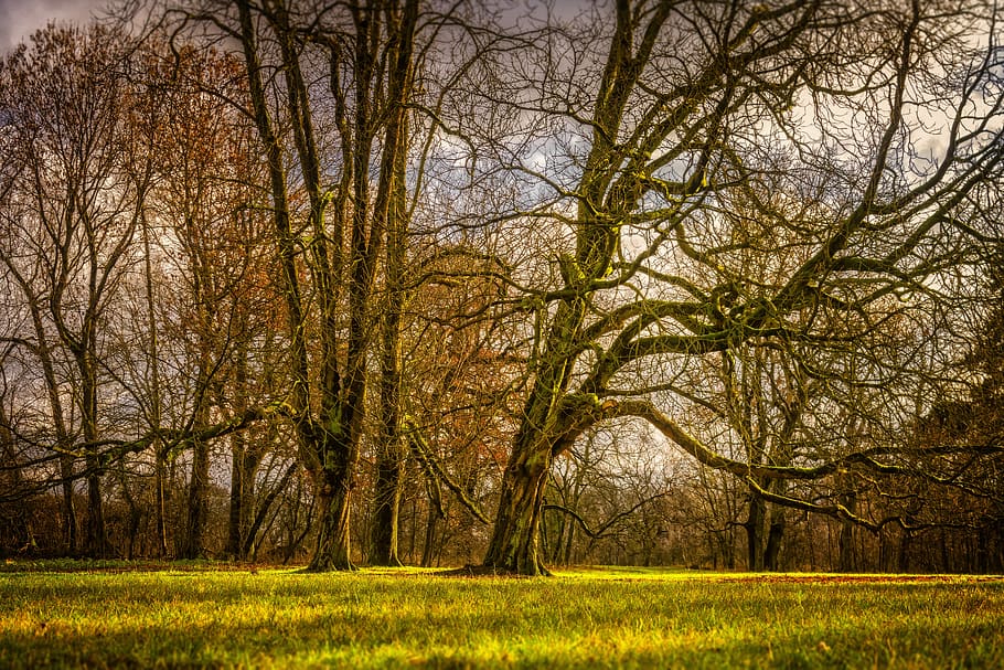 tree, meadow, landscape, nature, rural, grass, mood, autumn HD wallpaper