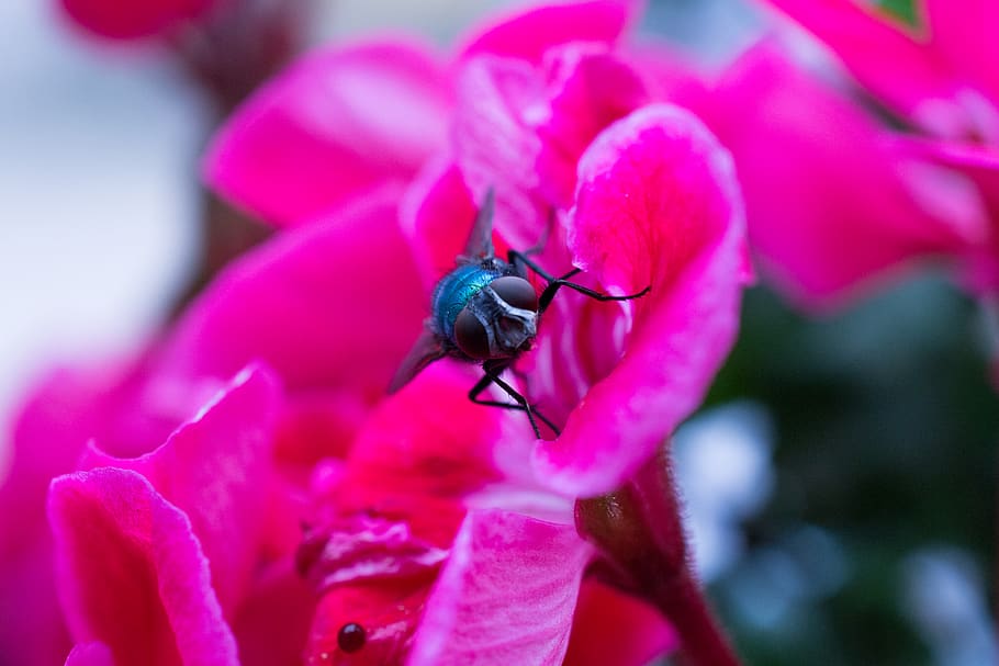 fly, insect, macro, closeup, nature, flower, flowers, eyes HD wallpaper
