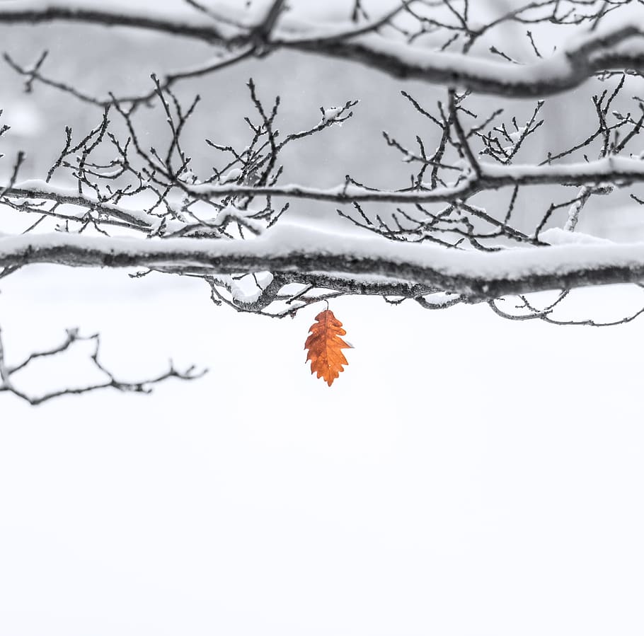brown leaf on snow covered twig, plant, nature, tree, outdoors HD wallpaper