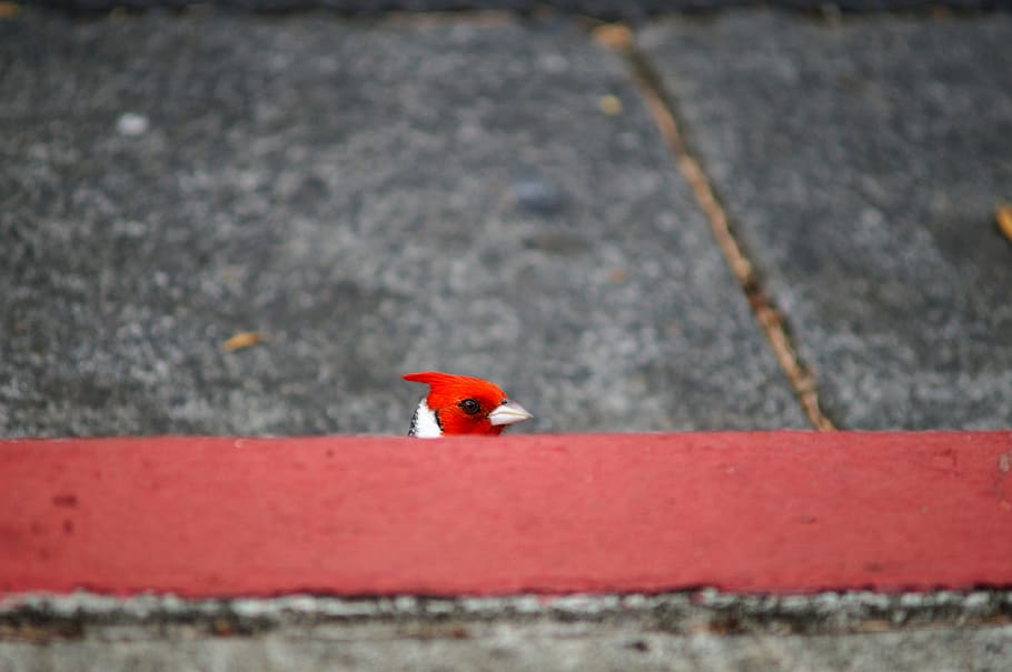 red bird on pavement, cardinal, animal, beak, o‘ahu, united states HD wallpaper