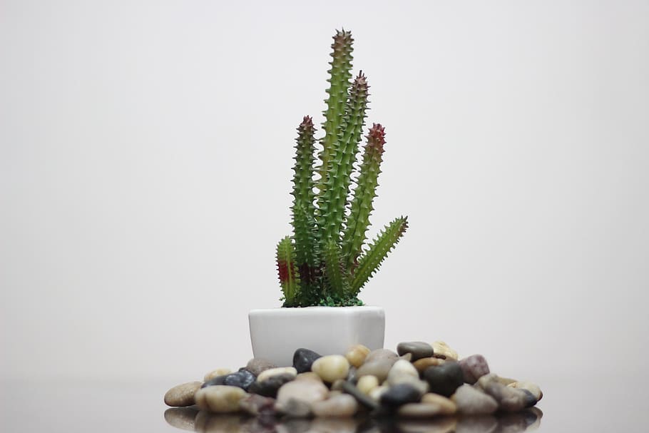 nature, desktop, flora, leaf, disjunct, cactus, health, closeup HD wallpaper