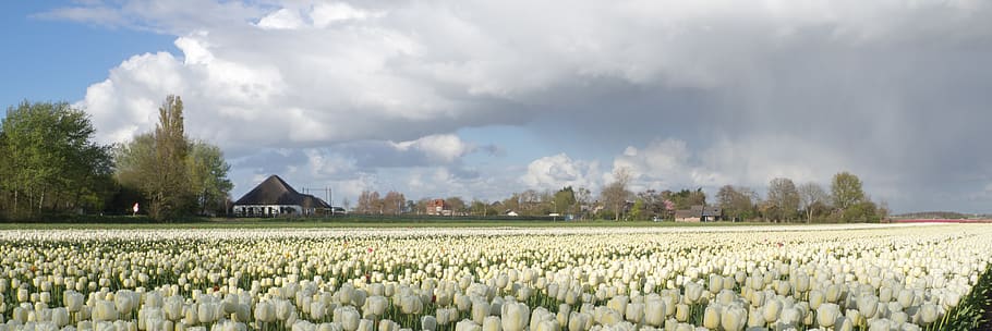 tulip, tulp, field, white, netherlands, nederland, holland, HD wallpaper