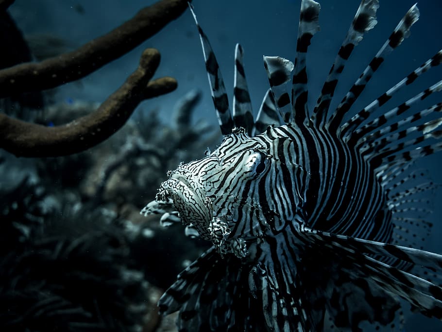 animals in the wild, animal wildlife, underwater, animal themes HD wallpaper