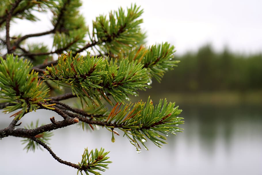 tree, lake, nature, rest, reflection, scenic, mirroring, plant HD wallpaper