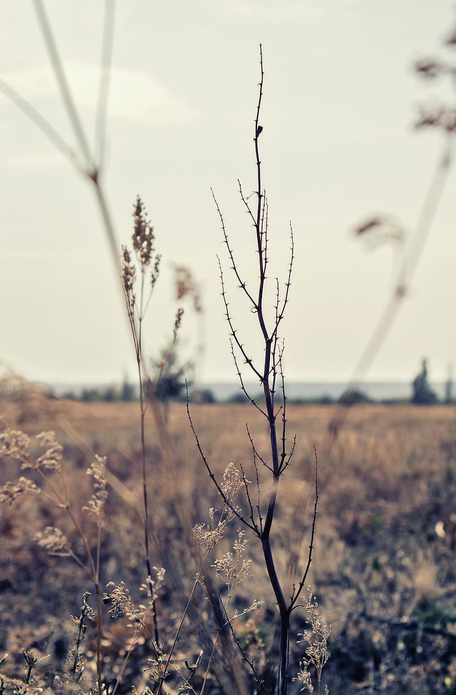 field, focus on foreground, plant, nature, land, no people HD wallpaper