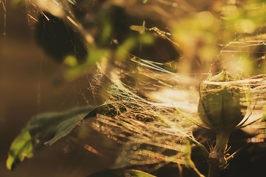 close-up, spider web, plant, nature, selective focus, fragility HD wallpaper