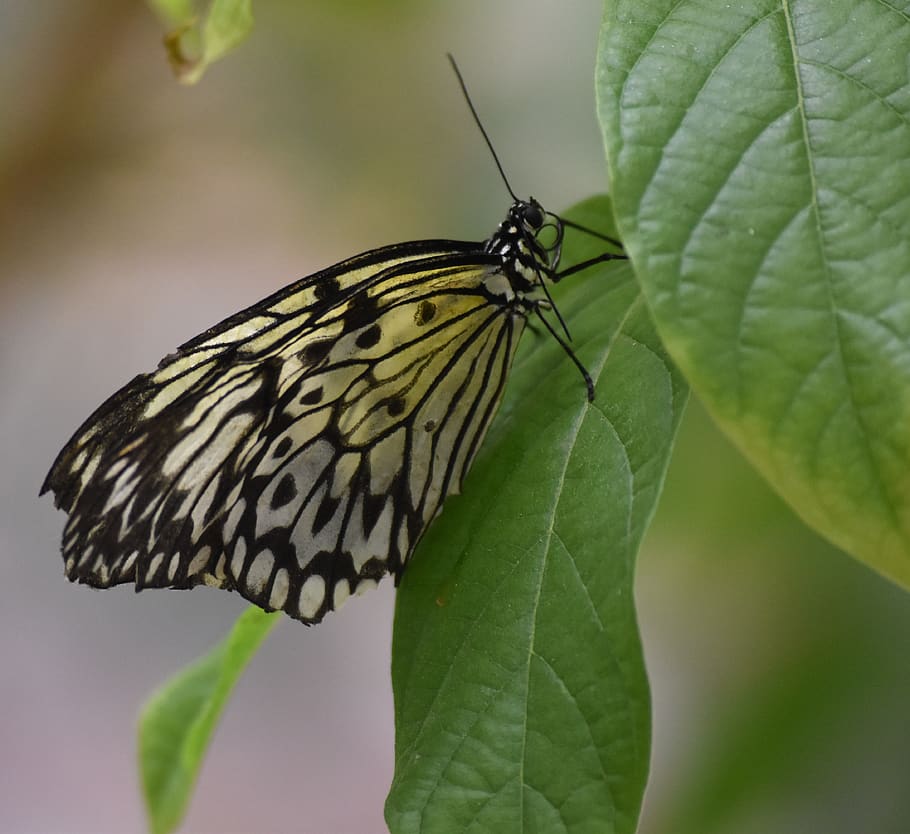 butterfly, nature, insects, bug's, colors, invertebrate, plant part HD wallpaper