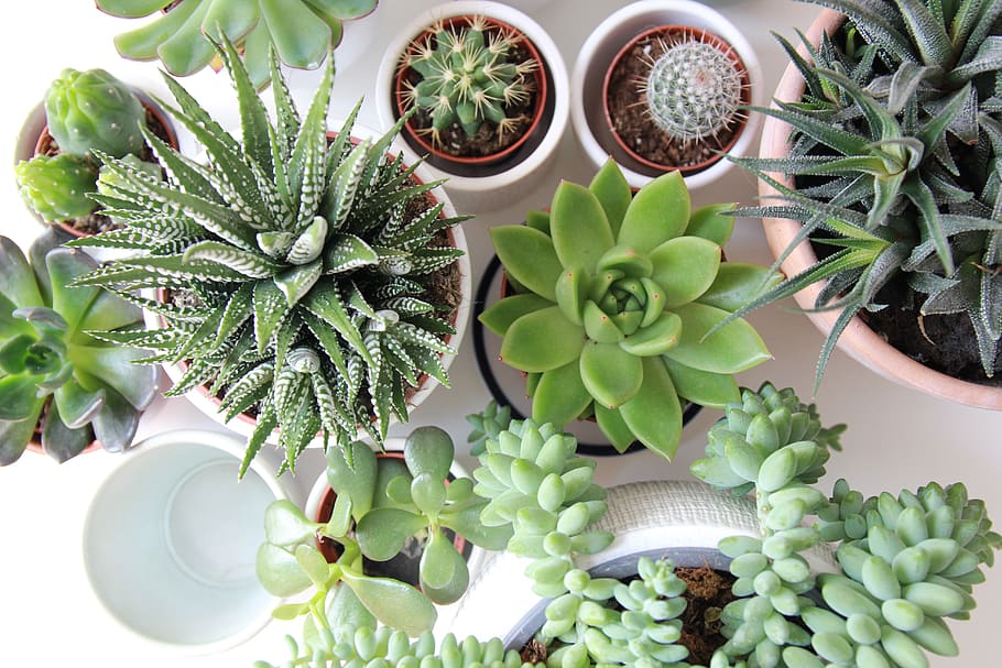 assorted succulents and cacti, green color, plant, succulent plant HD wallpaper