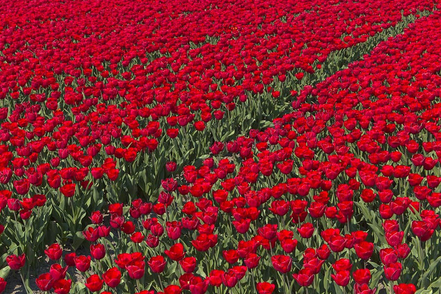 bulb fields, tulips, netherlands, holland, spring, flowers HD wallpaper