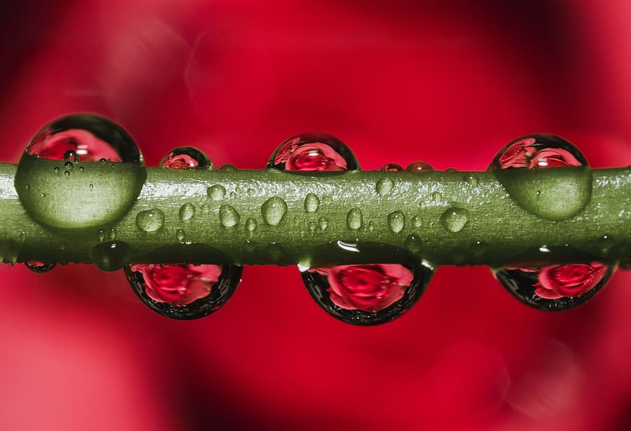 Green Stem With Dew Droplets, close-up, dewdrops, drops of water HD wallpaper