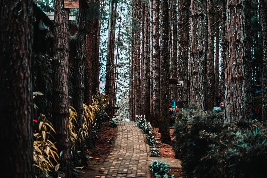 tress beside road, path, walkway, plant, tree, redwood, sidewalk HD wallpaper