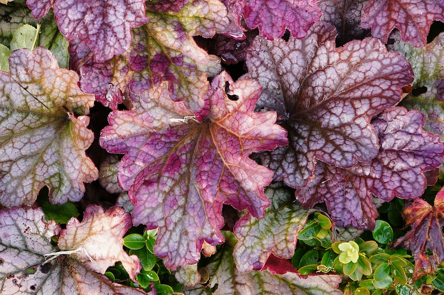 freshness, plant, close-up, fragility, vulnerability, no people HD wallpaper