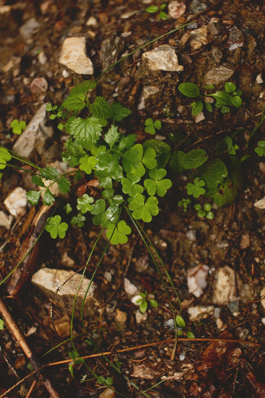 romania, green, trees, plant, growth, nature, plant part, leaf HD wallpaper