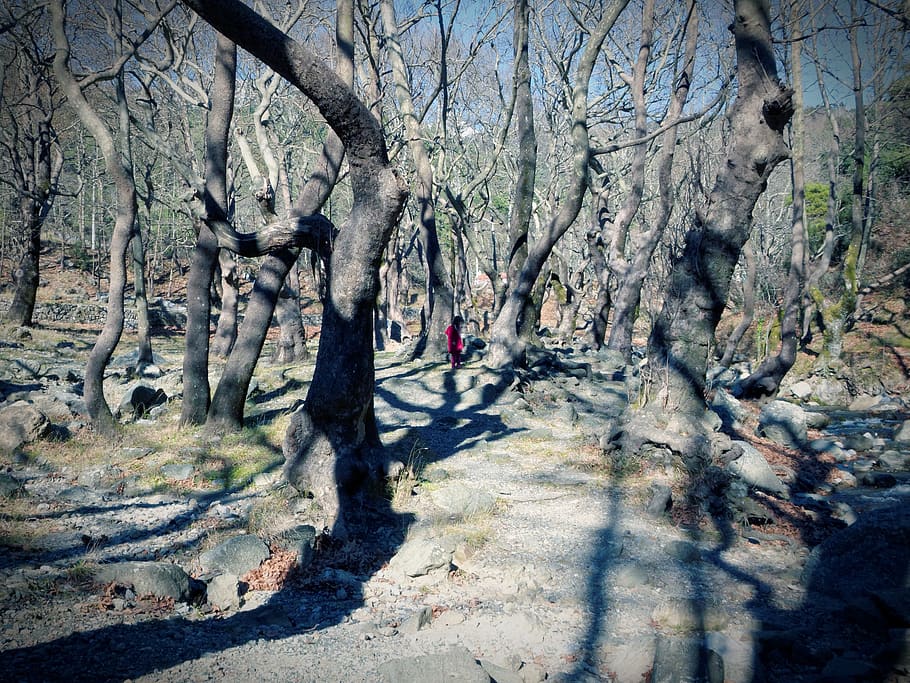 trees, alone, red dress, child, forest, plant, tree trunk, nature HD wallpaper