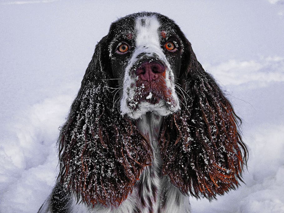 winter, snow, portrait, dog, springer spaniel, pet, pet photography HD wallpaper