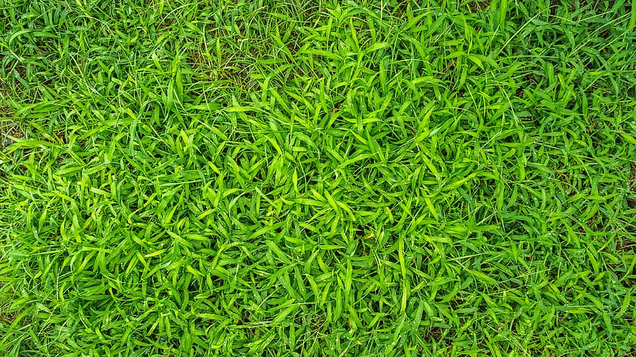 plants, grass, nature, green, summer, garden, meadow, leaf HD wallpaper