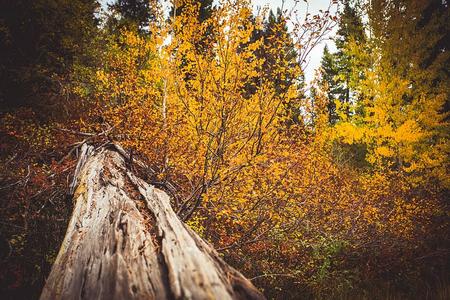 united states, mccall, huckleberry loop, tree, autumn, change HD wallpaper