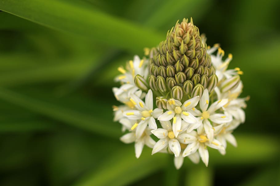 flower, buds, pollen, growth, green, white, blossom, flowering HD wallpaper