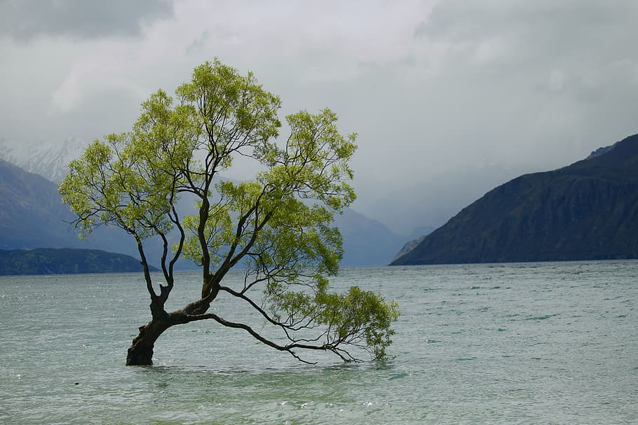 tree on shallow water during daytime, mountain, beauty in nature HD wallpaper