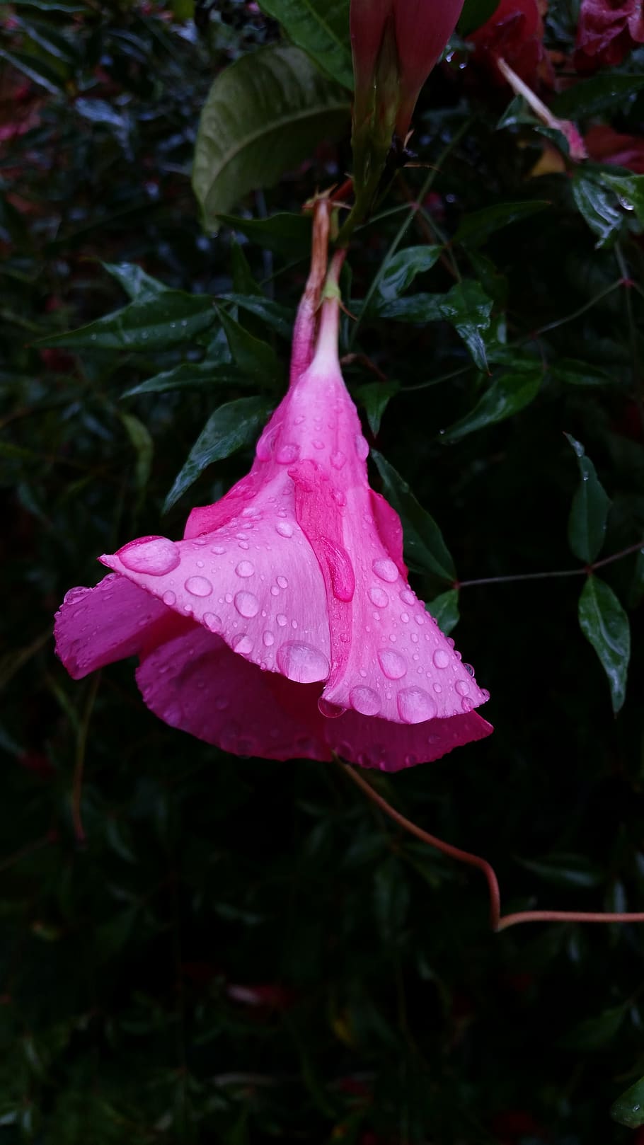 flower, dewdrops, hanging flower, plant, beauty in nature, flowering plant HD wallpaper