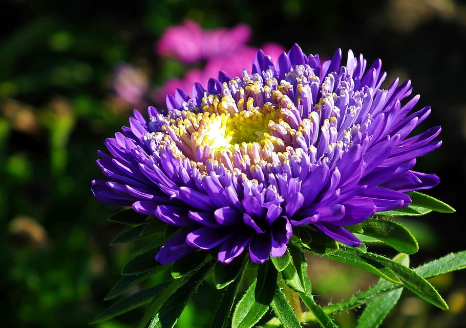flower, aster, blue, garden, nature, summer, the petals, closeup HD wallpaper