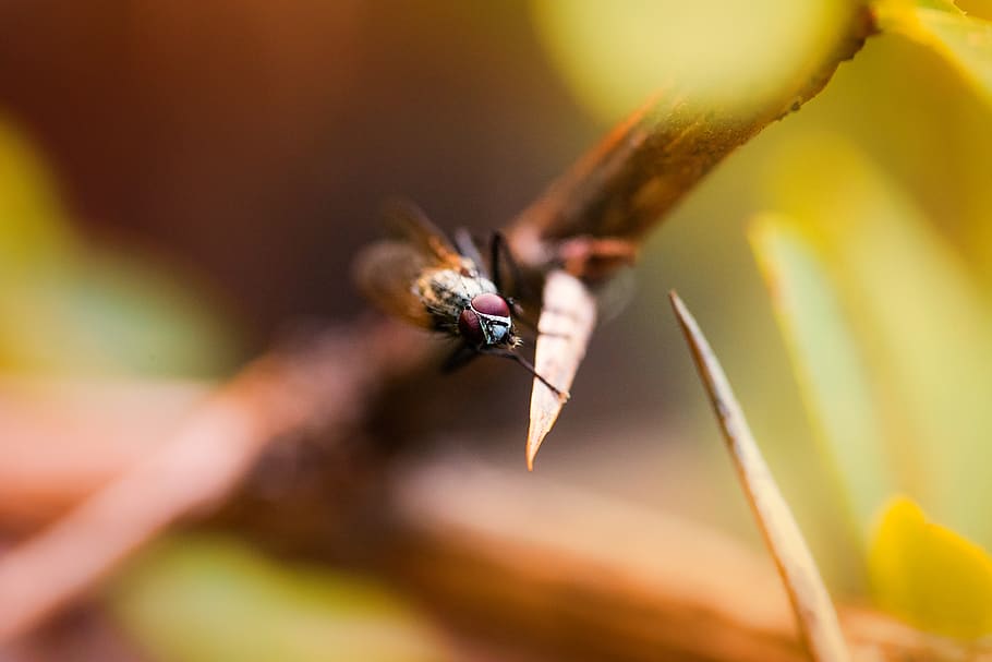 italy, mount etna, animal themes, invertebrate, animal wildlife HD wallpaper