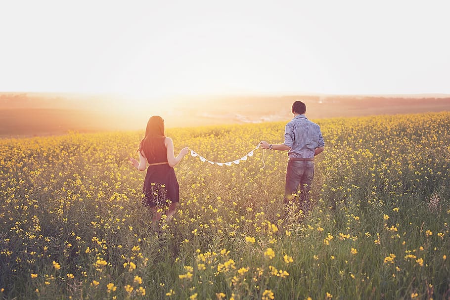 Woman and Man Walking on Yellow Petaled Flower Field, back view HD wallpaper
