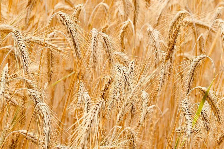 brown wheat, cereal plant, crop, agriculture, rural scene, land HD wallpaper