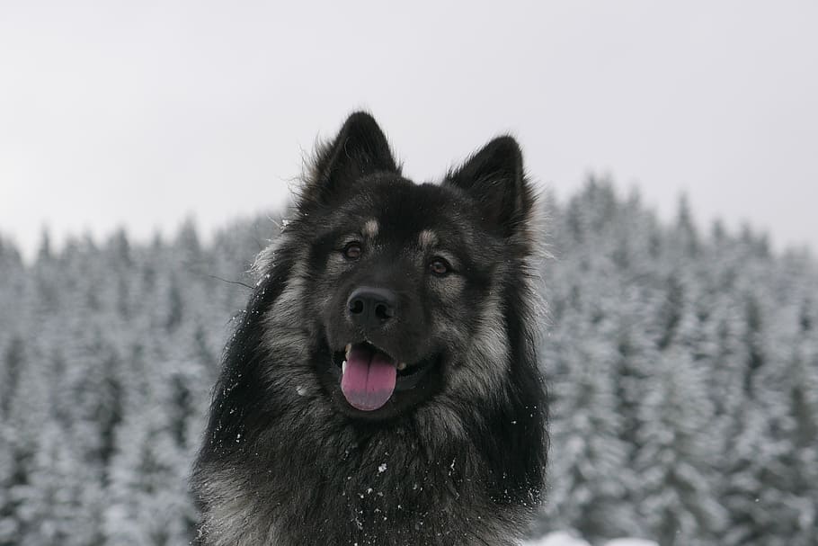 dog, winter, forest, snow, animal, pet, nature, cold, wolf HD wallpaper