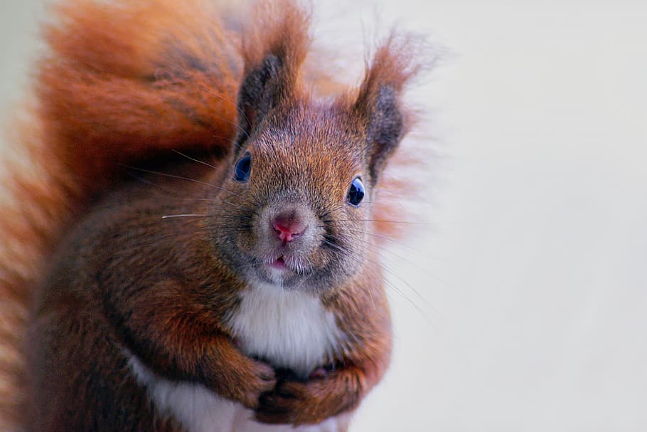 squirrel, fur, cute, forest, mammal, nature, animal, curious HD wallpaper