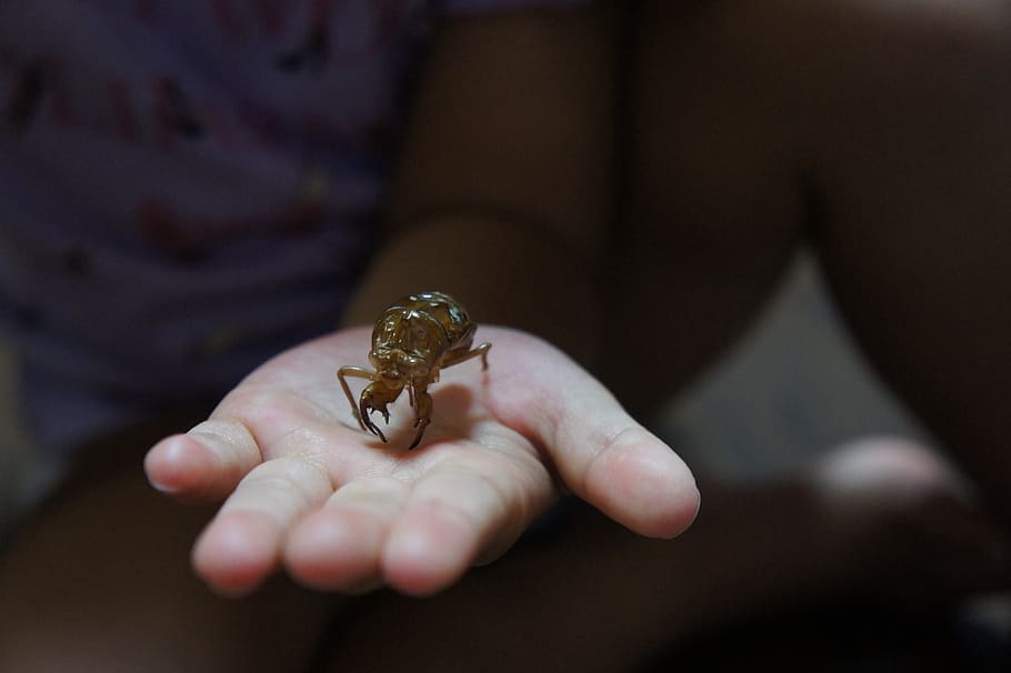 cicada, out shell, summer, cicada through shell, insect, gold cicada off 壳 HD wallpaper