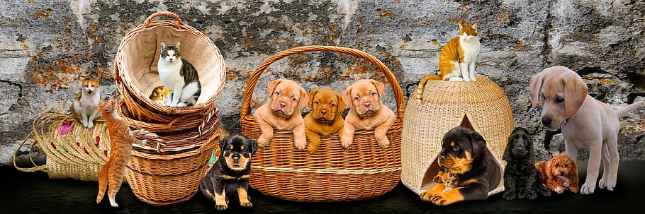 animals, dogs, cat, pets, puppy, young animals, kitten, rottweiler