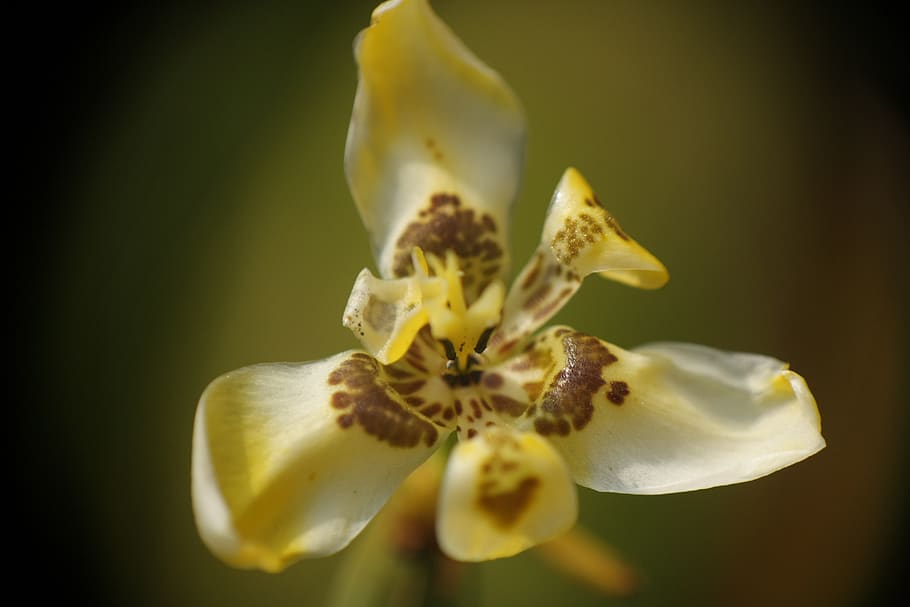 plants, flower, nature, flowering plant, petal, freshness, fragility HD wallpaper