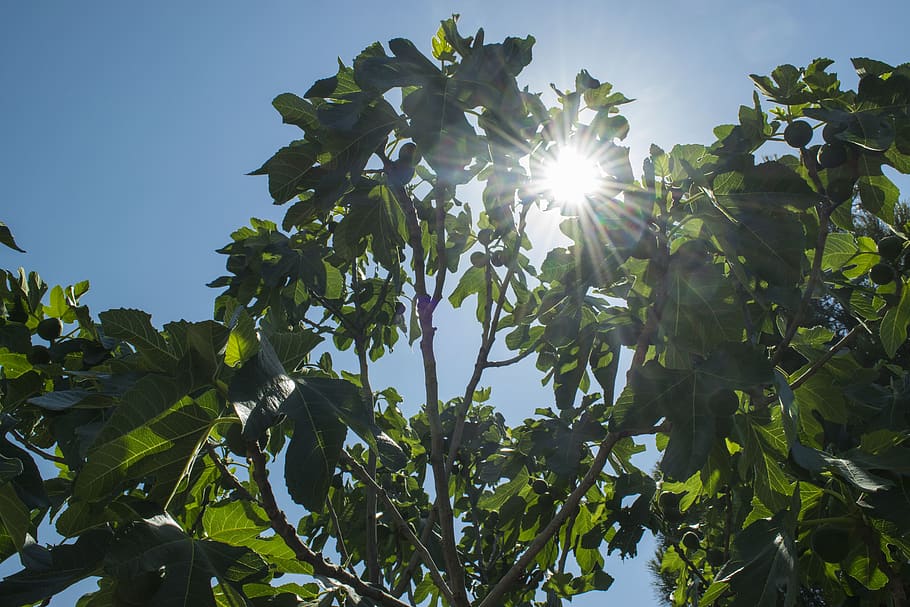 sun, tree, leaf, leafs, fig, italy, summer, elia clerici, plant part HD wallpaper