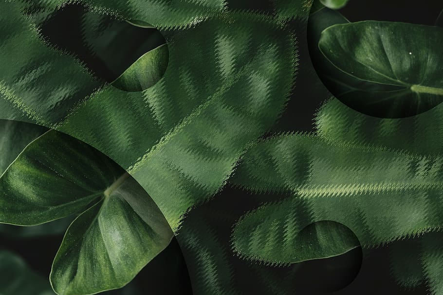 anthurium, backdrop, background, blank, blur, blurry, color HD wallpaper