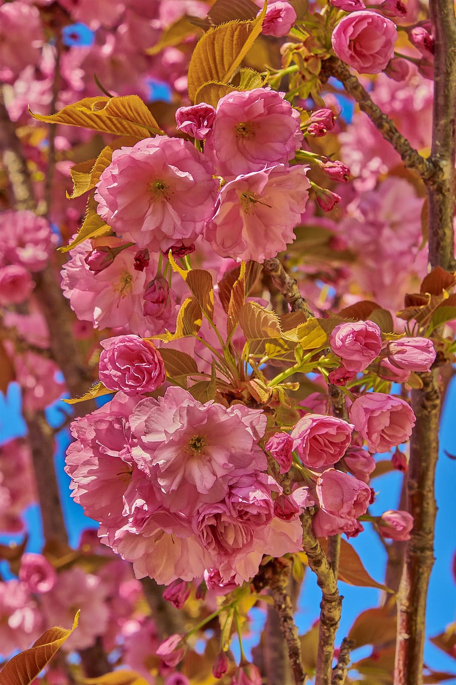 flower, cherry, tree, branch, flowering, plant, outbreak, colorful HD wallpaper