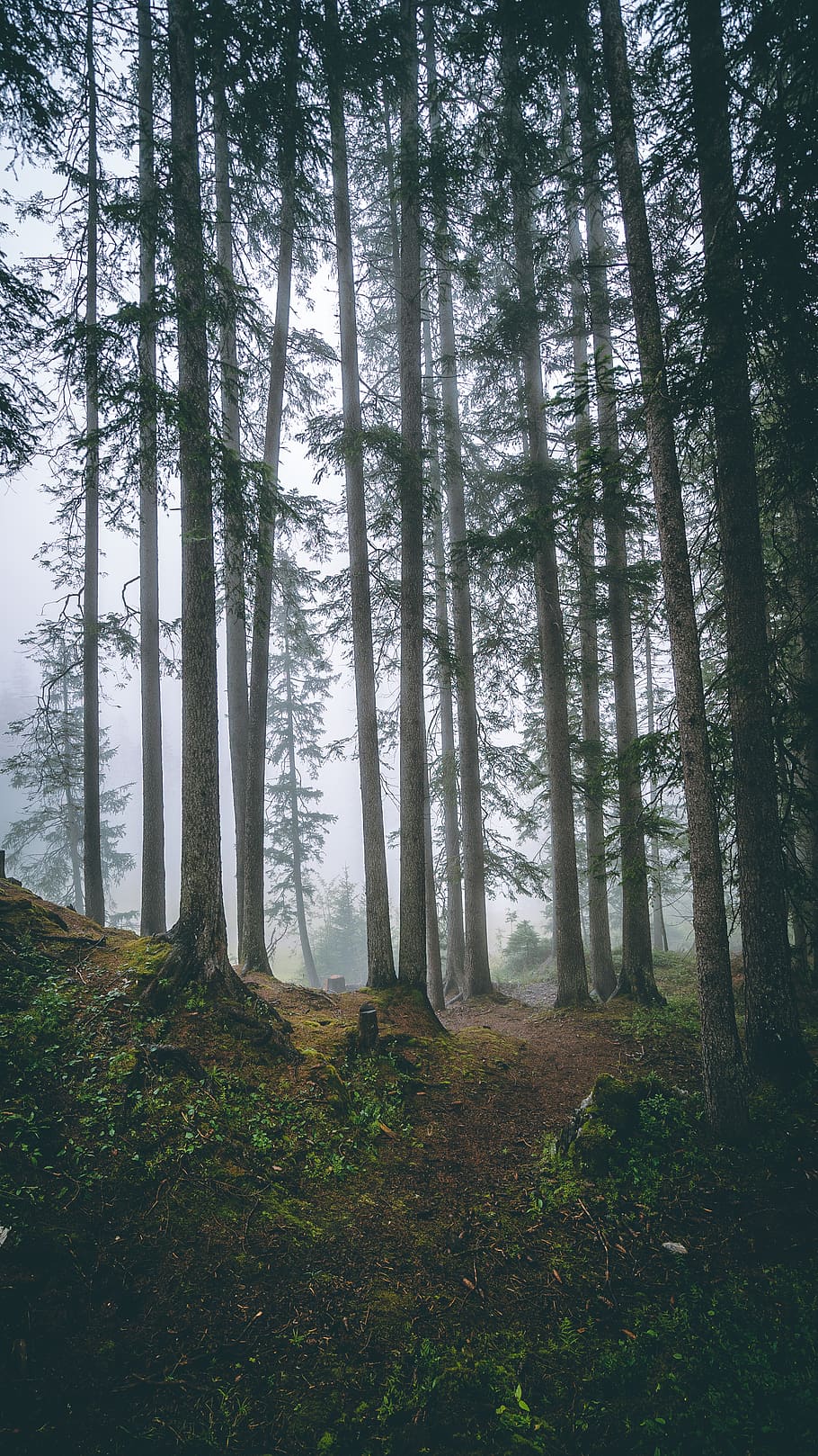 plant, tree, tree trunk, outdoors, conifer, abies, fir, nature HD wallpaper
