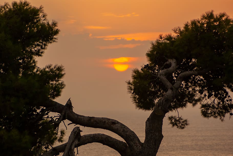 tree, sunset, landscape, twilight, dusk, atmosphere, rest, atmospheric HD wallpaper