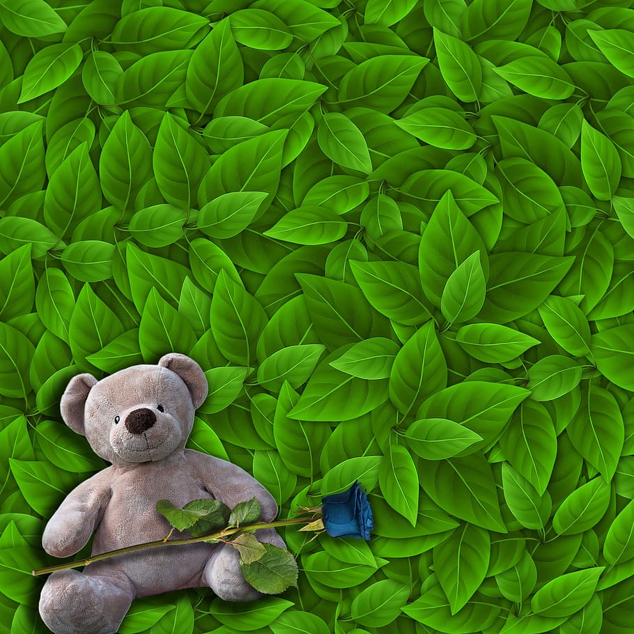 romantic, background, teddy bear, tender, green leaves, stuffed toy HD wallpaper