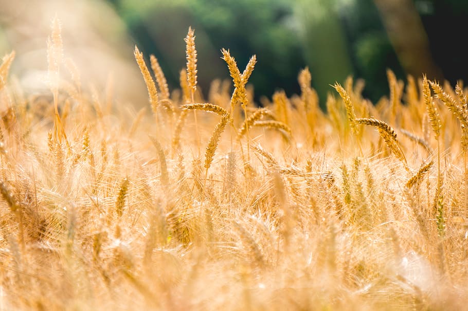 brown wheat field, plant, agriculture, growth, land, crop, cereal plant HD wallpaper