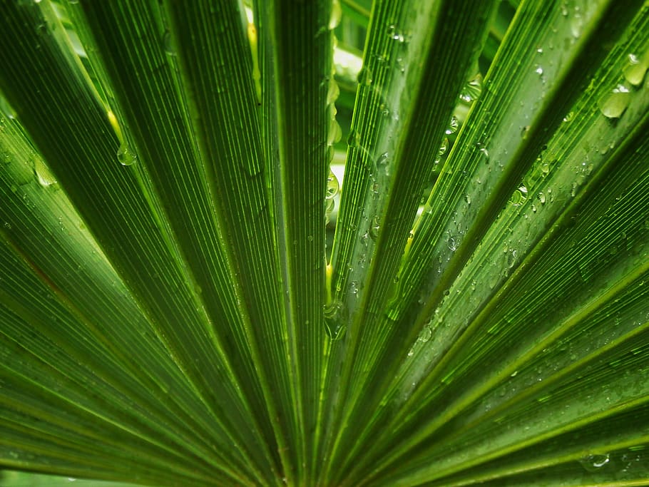 1920x1080px | free download | HD wallpaper: palm tree, leaf, symmetry ...