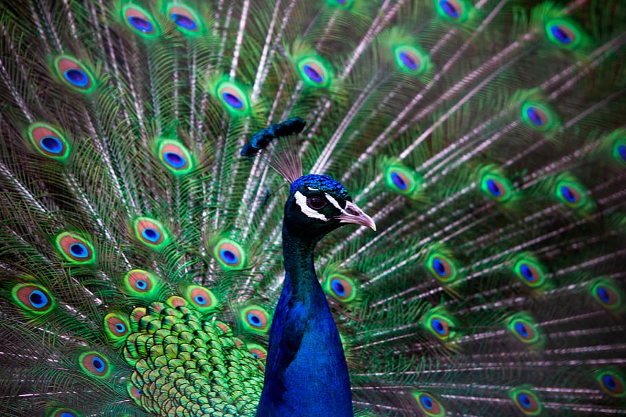 blue and green peacock, animal, bird, life, nature, wild, amsterdam HD wallpaper